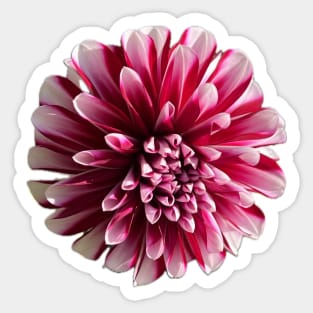 Red and white Dahlia flower Sticker